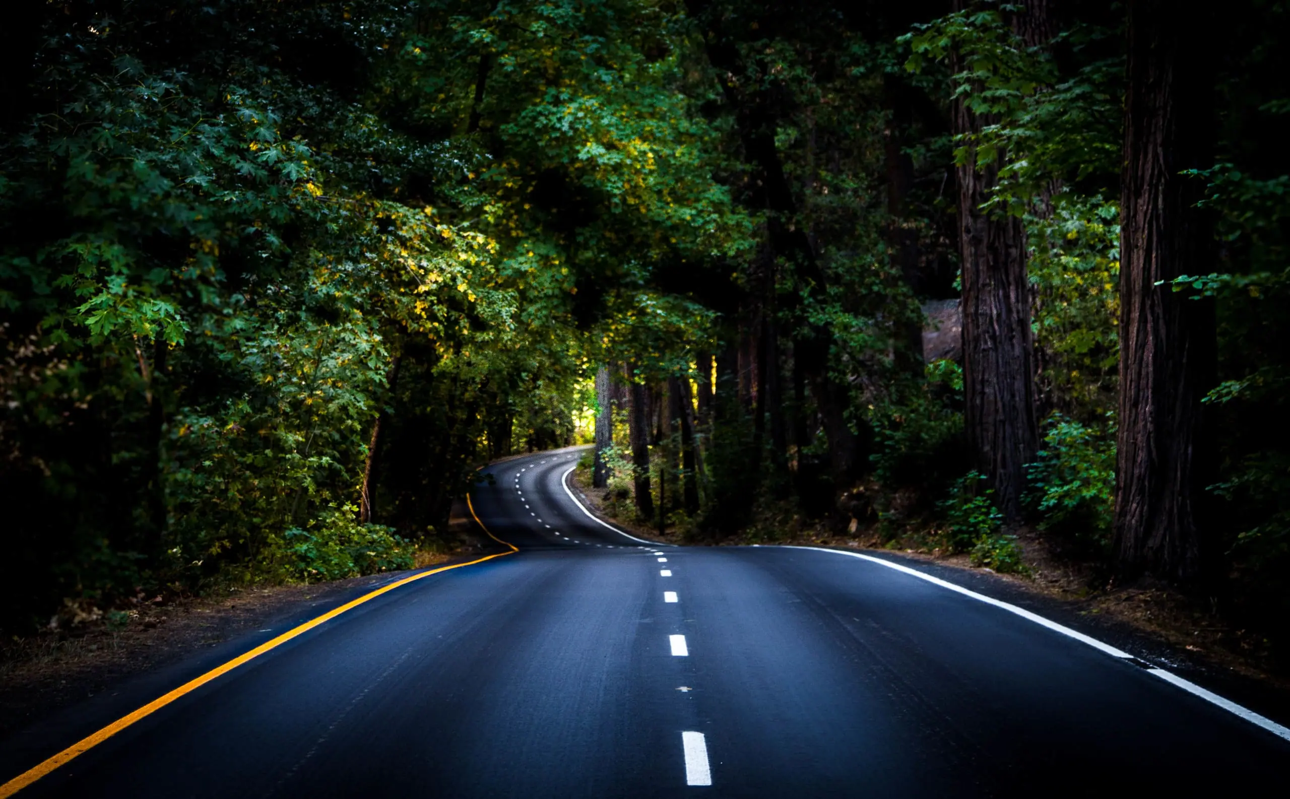 A road curving ahead through a tall, sunlit forest.